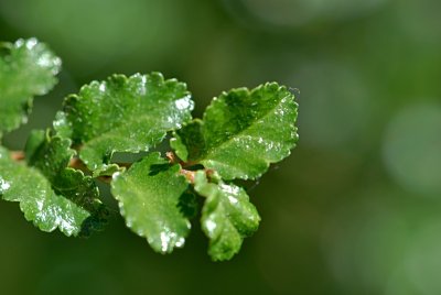 Nothofagus antarctica - pabuk jižní - listy